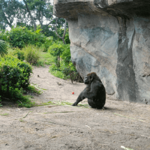 gorilla_falls gorilla falls atracciones de animal kingdom