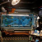 navi-avatar-flight-of-passage atracciones animal kingdom flight of passage