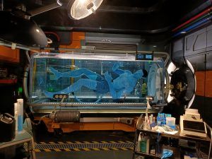 navi-avatar-flight-of-passage atracciones animal kingdom flight of passage