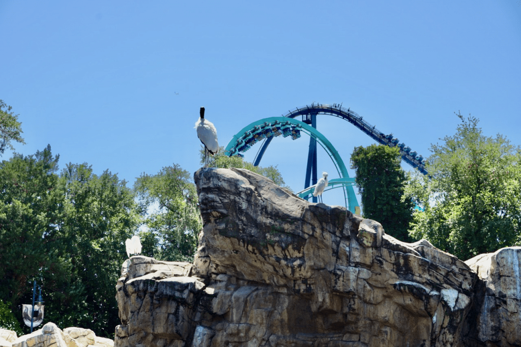 Todo sobre SeaWorld Orlando 4 Orlando