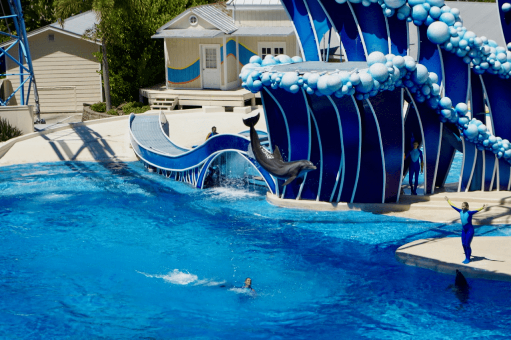 Todo sobre SeaWorld Orlando 13 Seaworld Dolphins
