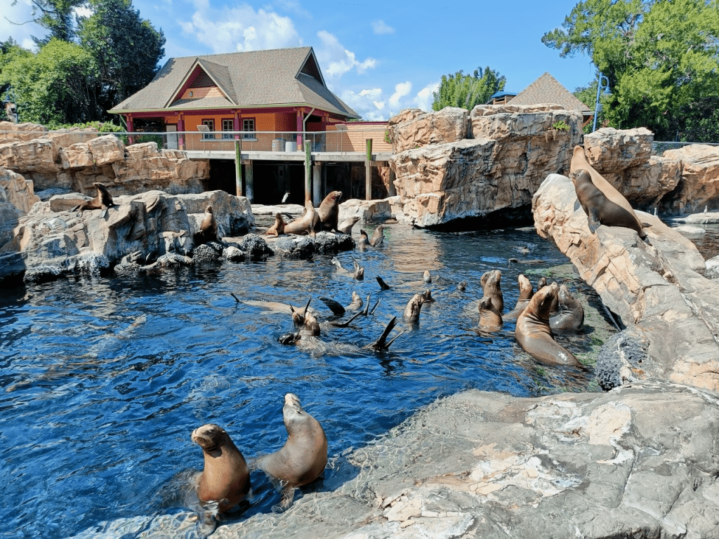 Todo sobre SeaWorld Orlando 15 Orlando